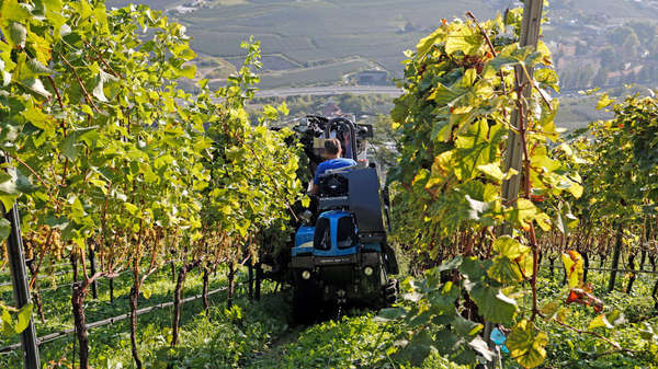 raccolata uva alto adige raccolata uva alto adige