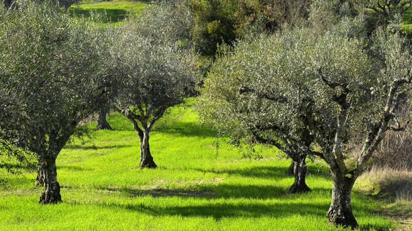Campo di ulivi Campo di ulivi