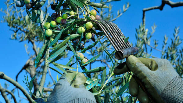 Rastrello raccolta olive Rastrello raccolta olive