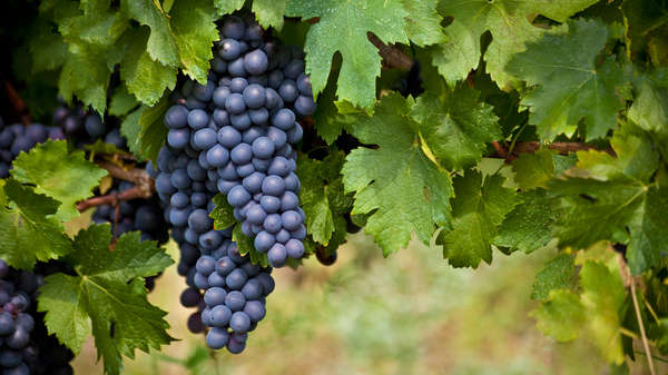 vendemmia uva vendemmia uva