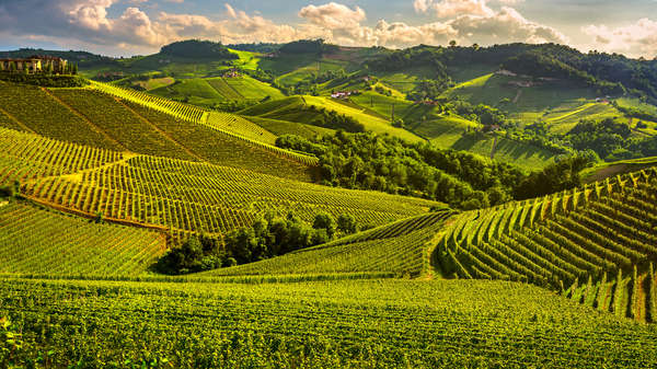 raccolta uva raccolta uva